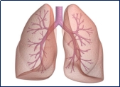 Картинки по запросу легені